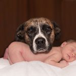 Dog and newborn baby