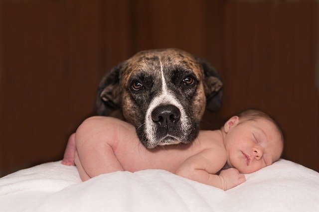 Dog and newborn baby